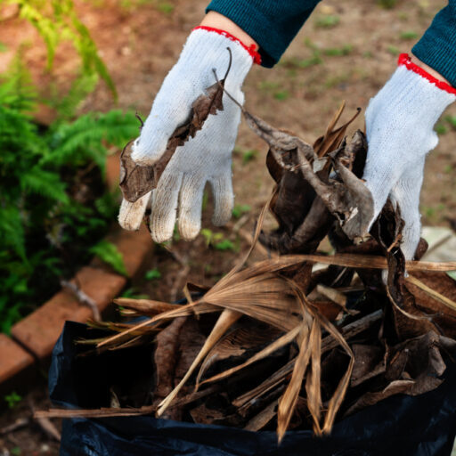Hands,In,White,Cotton,Gloves,Scooping,Dry,Leafs,Up,And
